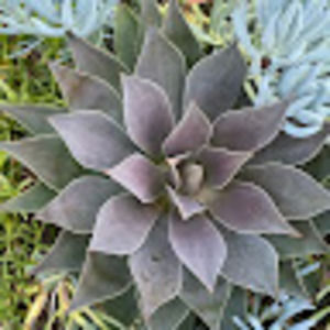 Meet your Posher, Monica